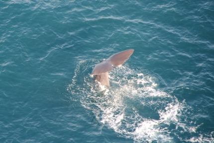 kaikoura (12)